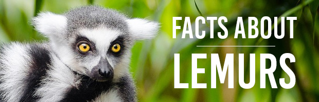 Facts about lemurs